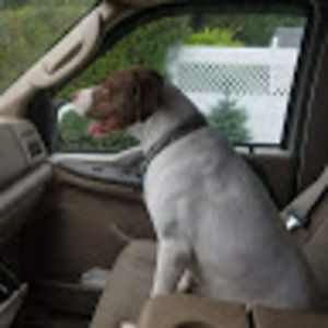 Meet your Posher, Benjamin